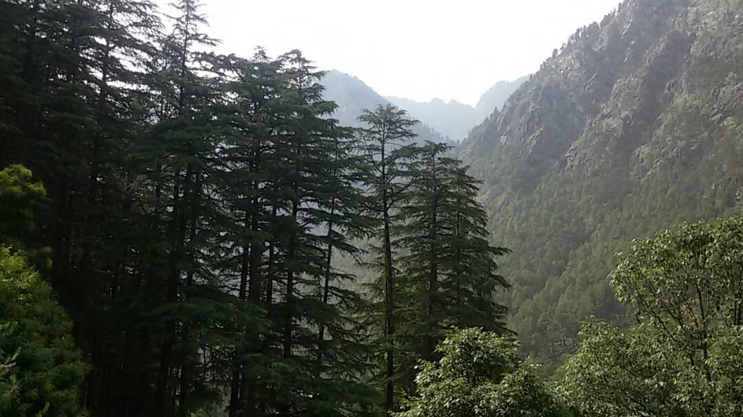 Hotel Deep Forest Kasol Dış mekan fotoğraf
